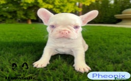 French Bulldog dogs for sale: Pink Health clear Frenchie - DEZINERBULLZ lines - Image 1