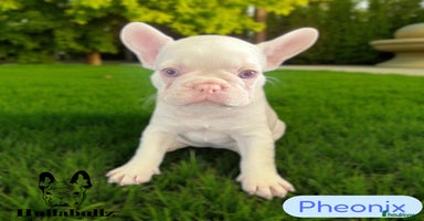 French Bulldog dogs - Advert 4