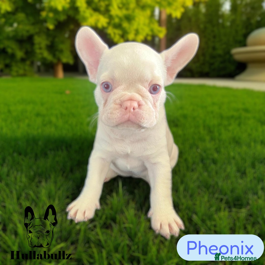 French Bulldog dogs for sale: Pink Health clear Frenchie - DEZINERBULLZ lines - Image 1
