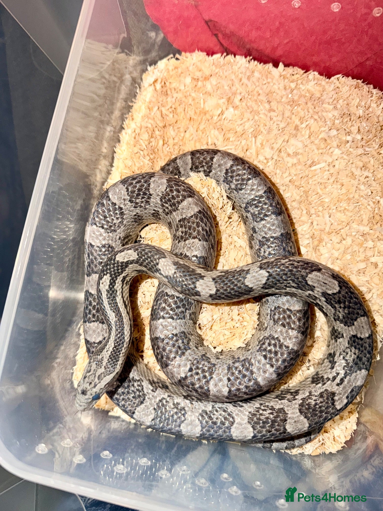 Corn Snake reptiles Blue het scalesless cornsnake  - Advert 1