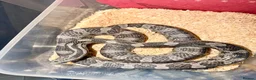 Corn Snake reptiles for sale: Blue het scalesless cornsnake  - Advert 1