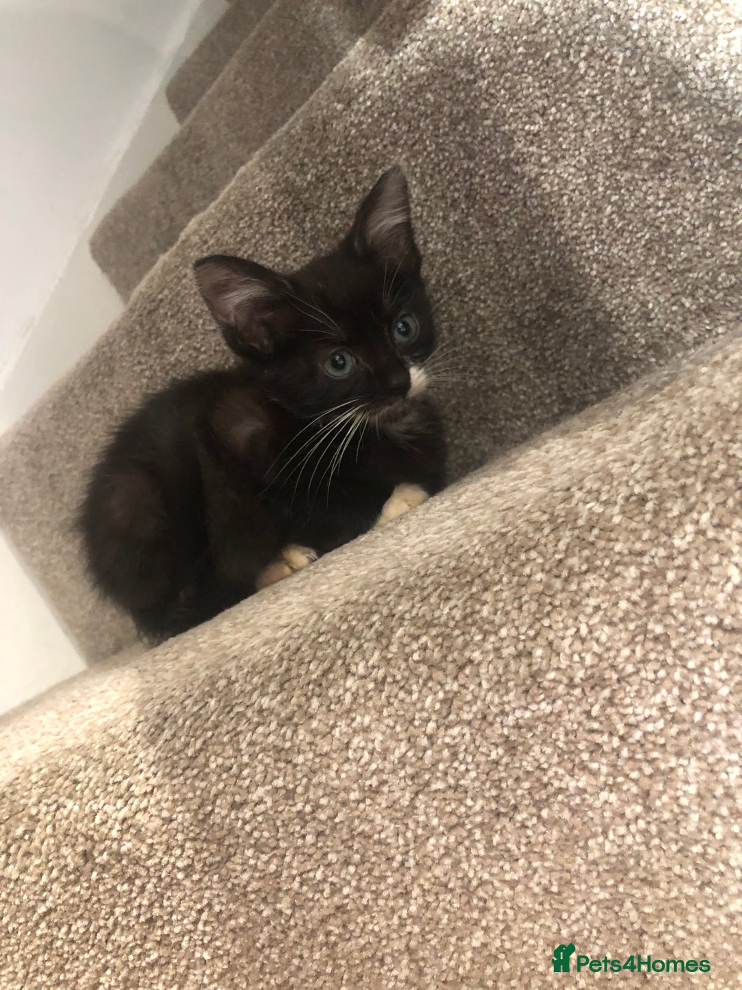 Mixed Breed cats for sale: Black white boy kitten last one  - Advert 3