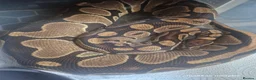 Python Snake reptiles for sale: Female ball pythons - Advert 4
