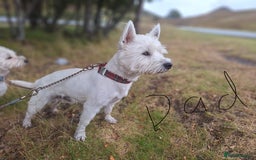 West Highland Terrier dogs for sale: Gorgeous West Highland White (Westie) Puppies - Image 27