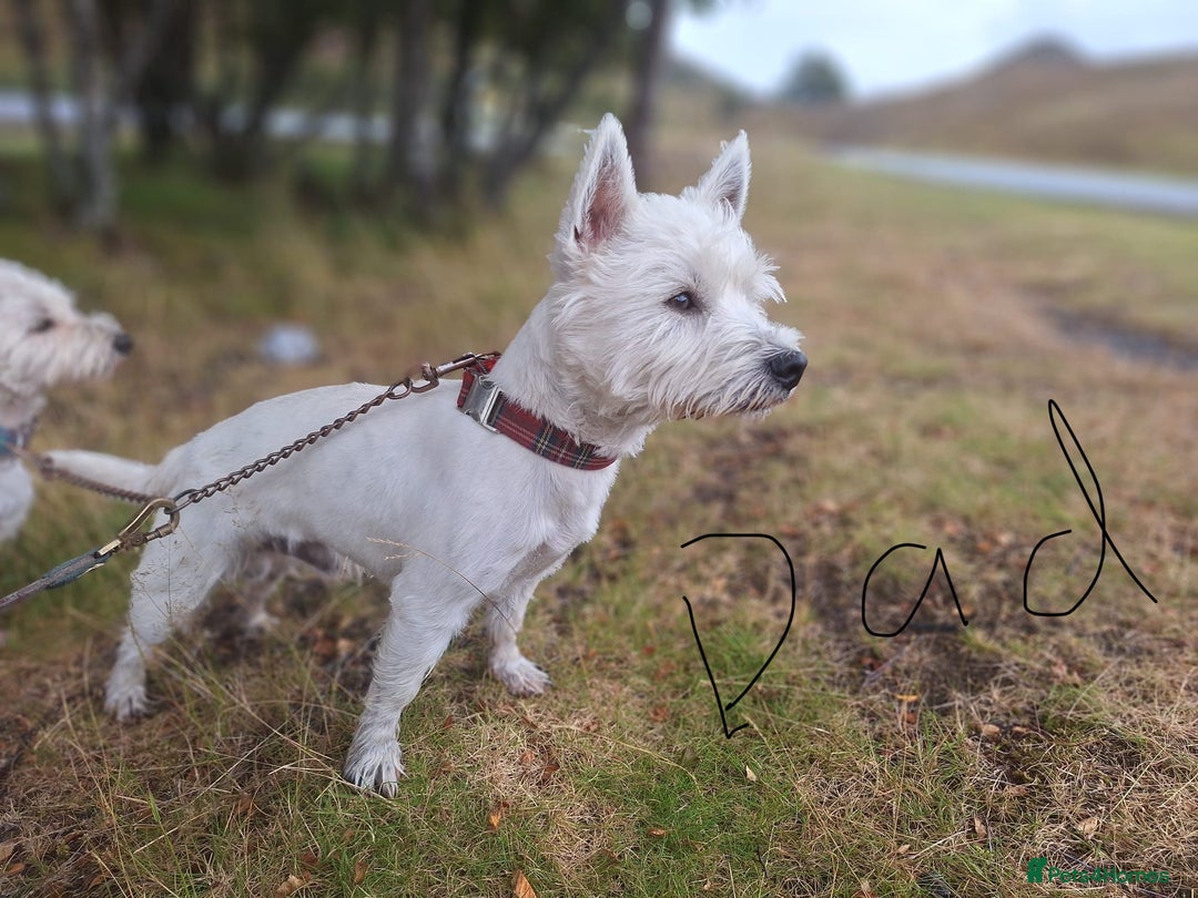 West Highland Terrier dogs for sale: Gorgeous West Highland White (Westie) Puppies - Image 27