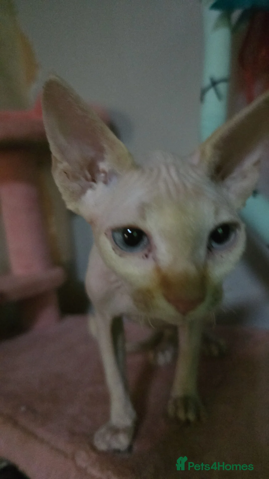 Sphynx cats for sale: 2 sphynx Kittens  - Advert 4