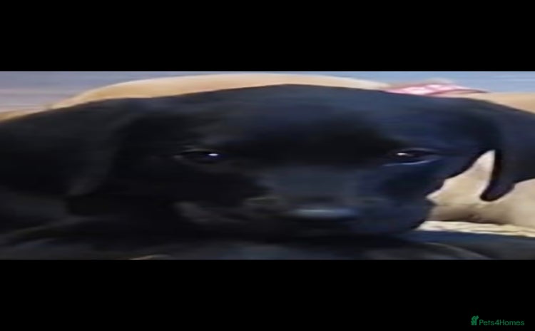 Labrador Retriever dogs - Advert 3