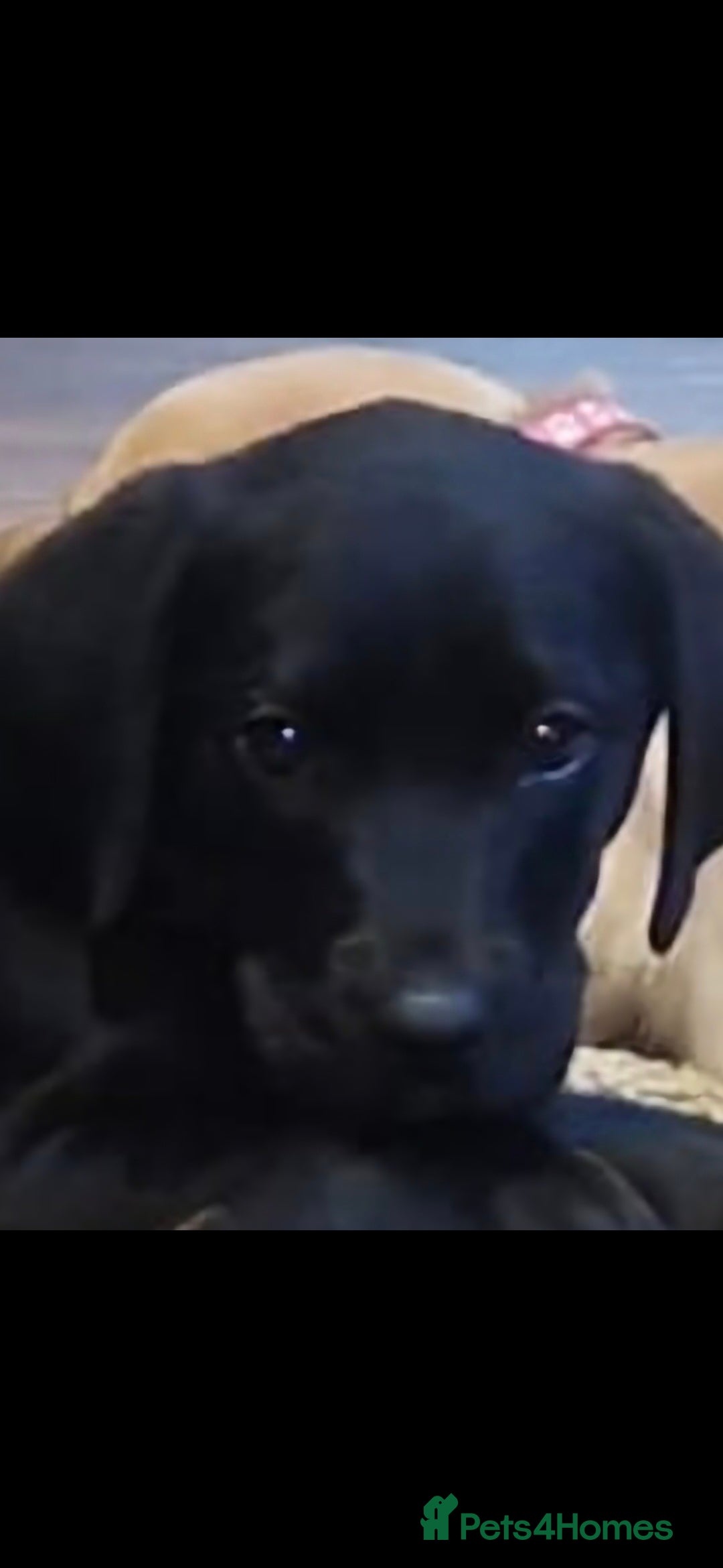 Labrador Retriever dogs for sale: Kc reg labradore puppies - Image 3