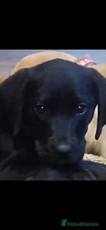 Labrador Retriever dogs - Advert 3