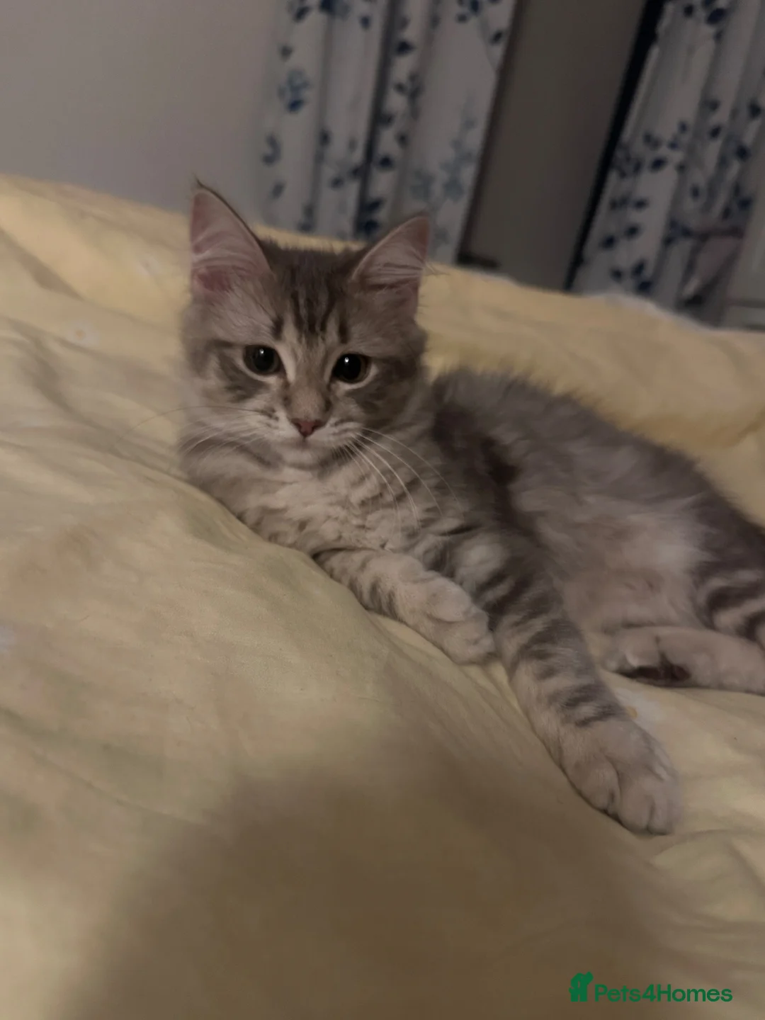Mixed Breed cats for sale: Princess Luna in Saint Leonards-on-sea - Advert 5