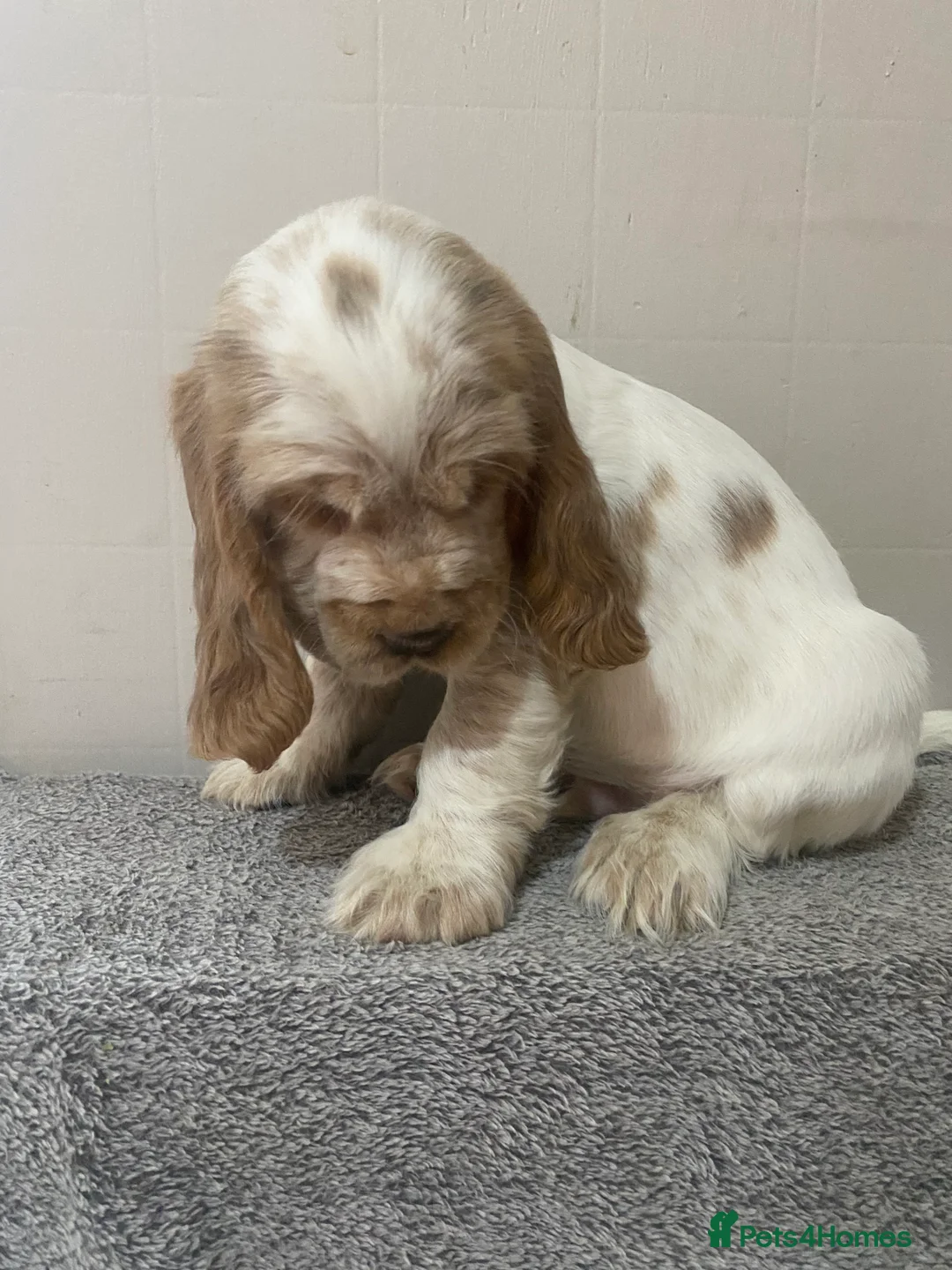 Cocker Spaniel dogs for sale: ‘Show Type’ Cocker Spaniel Puppies. KC Registered. - Advert 13