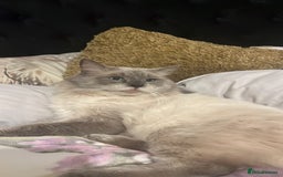 Ragdoll cats for stud: Bluepoint ragdoll stud  in Milton Keynes - Image 19
