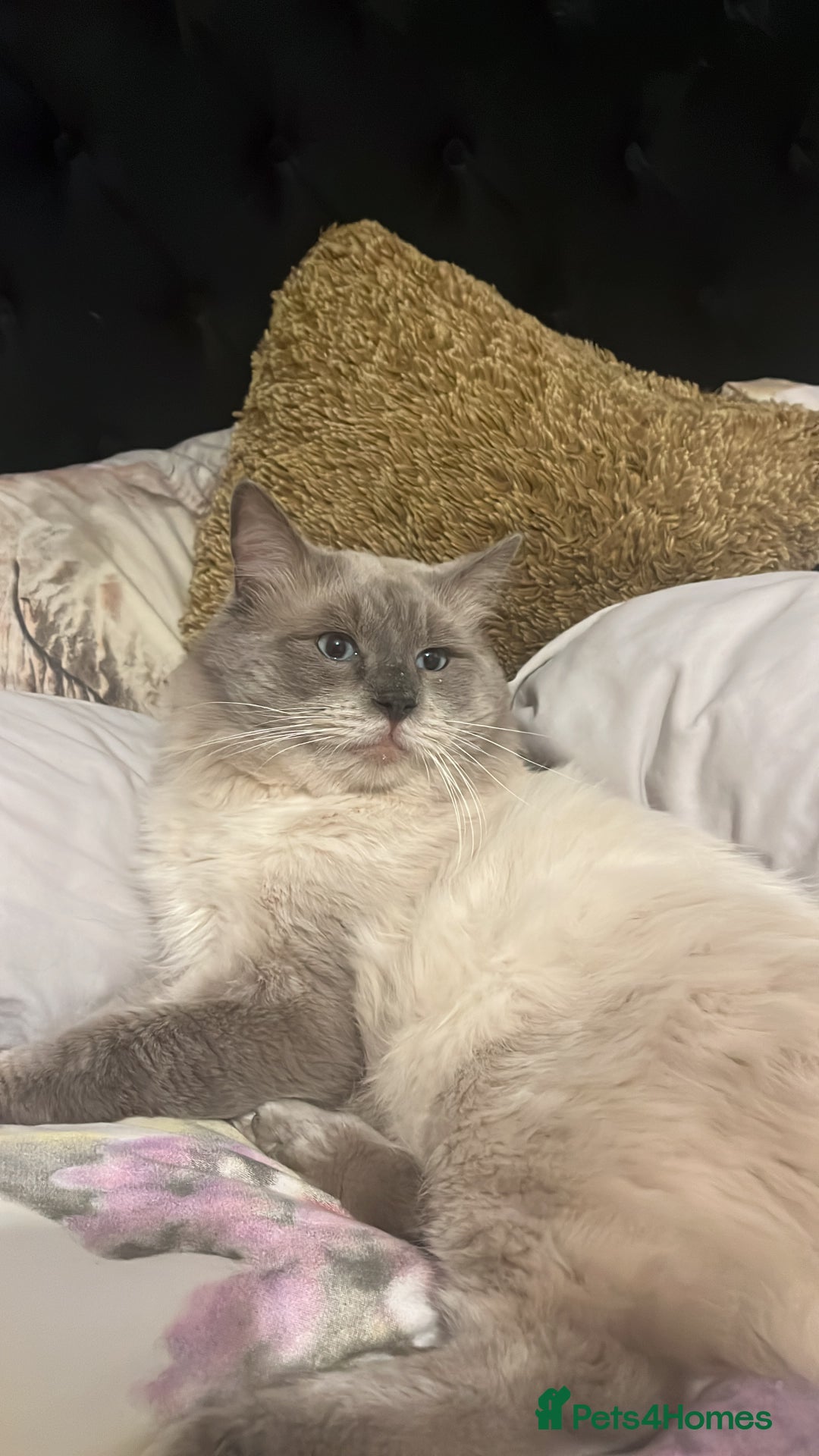 Ragdoll cats for stud: Bluepoint ragdoll stud  in Milton Keynes - Image 19