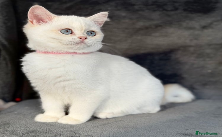 British Shorthair cats - Advert 2