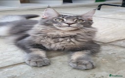 Maine Coon cats for sale: 🏅GCCF🏅 champion line pure maine coon in Waltham Cross - Image 1
