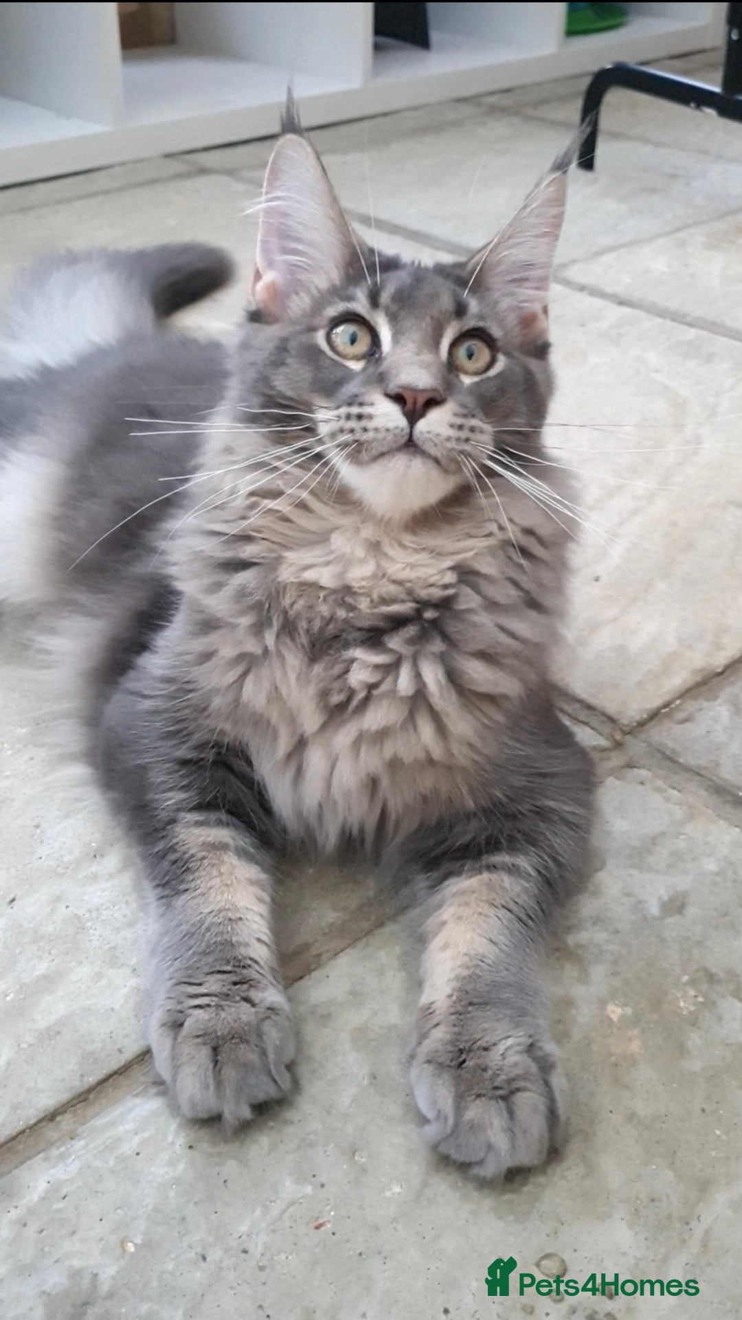Maine Coon cats for sale: 🏅GCCF🏅 champion line pure maine coon in Waltham Cross - Image 1