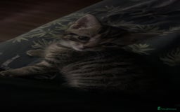 Mixed Breed cats for sale: chunky kittens - Image 21