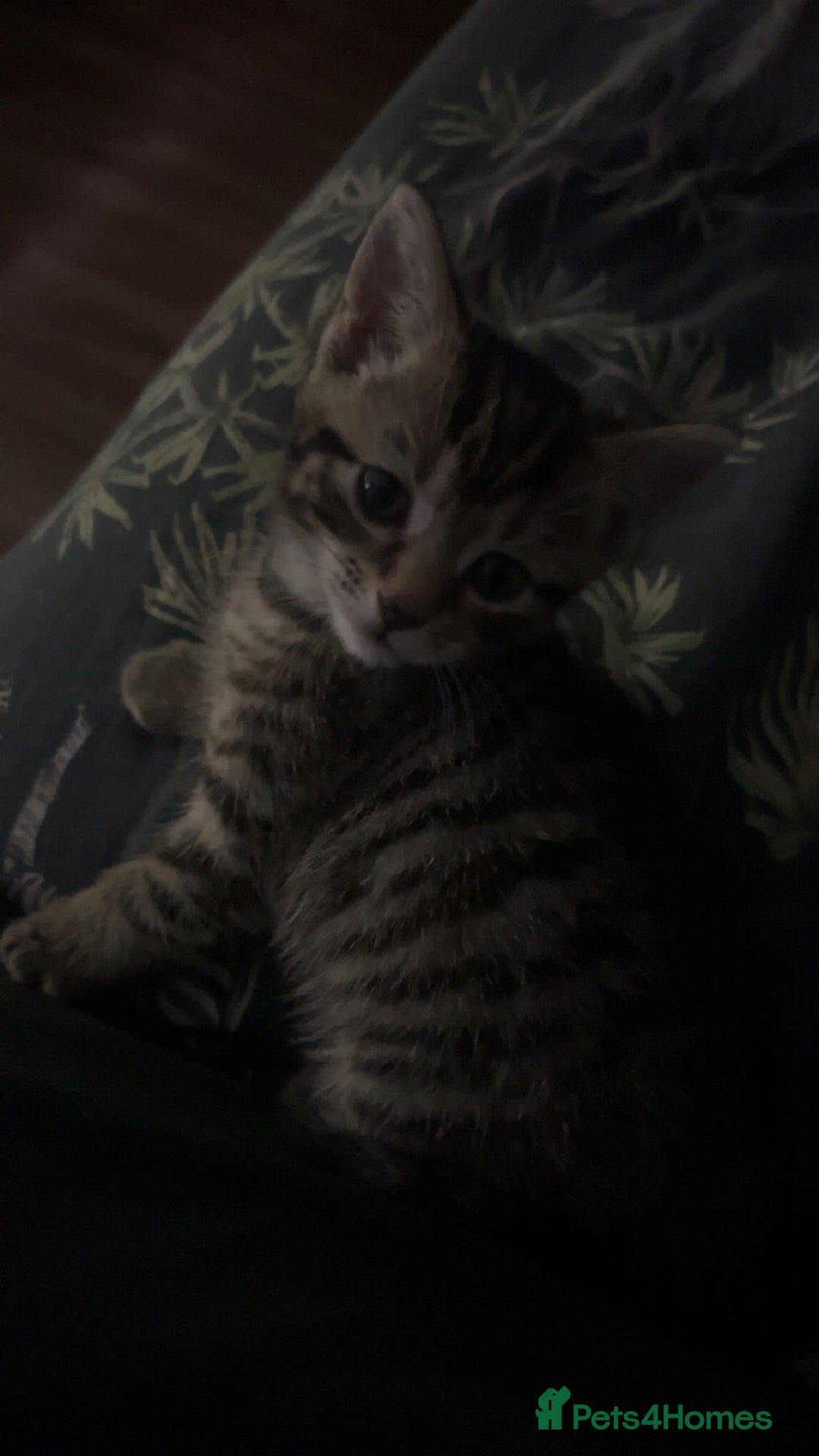 Mixed Breed cats for sale: chunky kittens - Image 21