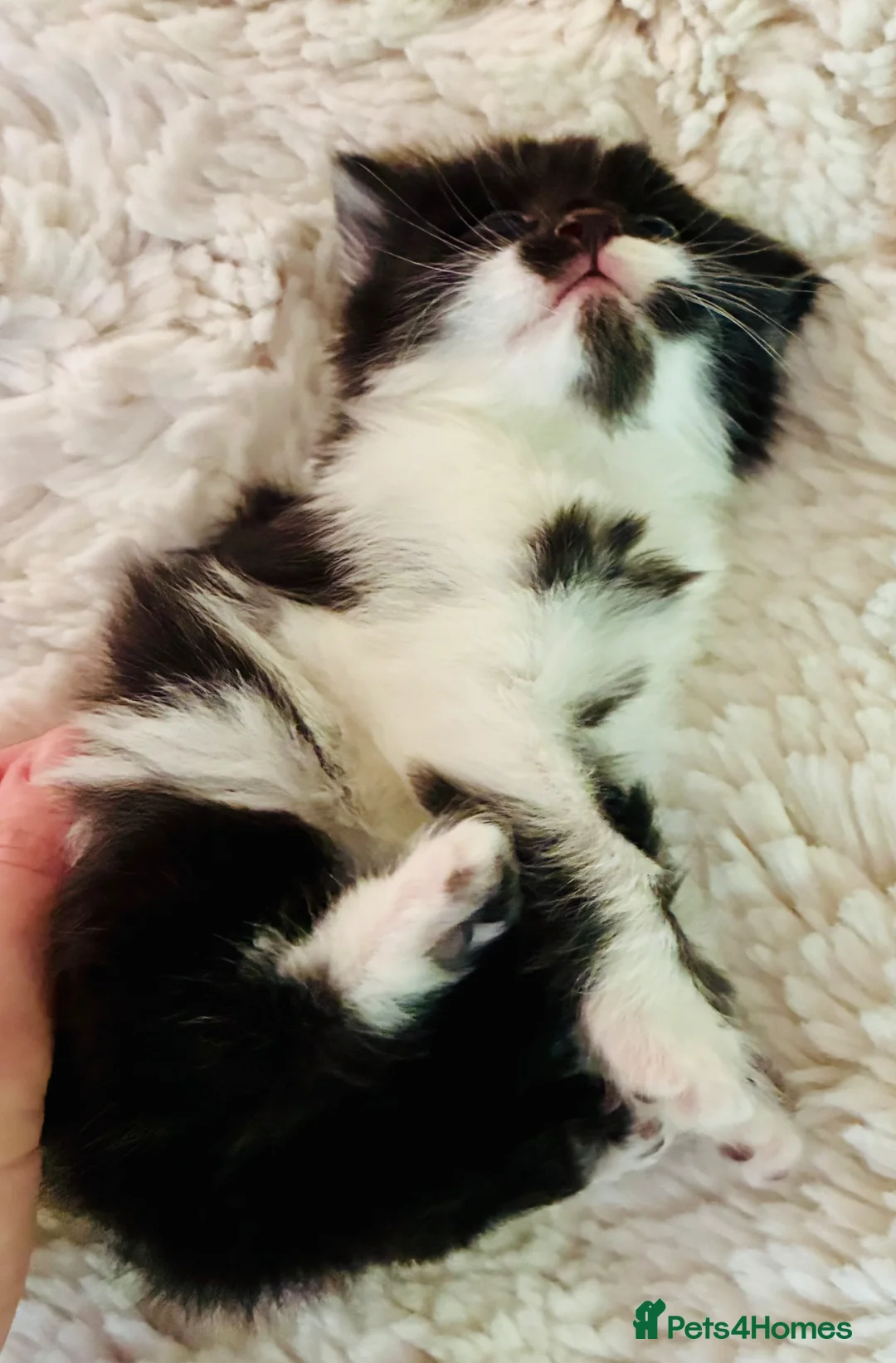 Turkish Angora cats for sale: Turkish angora kitten  - Advert 31