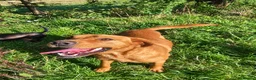 Labrador Retriever dogs for sale: 🐾 Beautiful Labrador Puppies in Welshpool - Advert 17