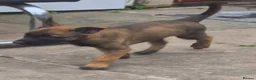 Belgian Shepherd Dog dogs for sale: WORKINGLINE PUPS FOR SALE in Birmingham - Advert 3