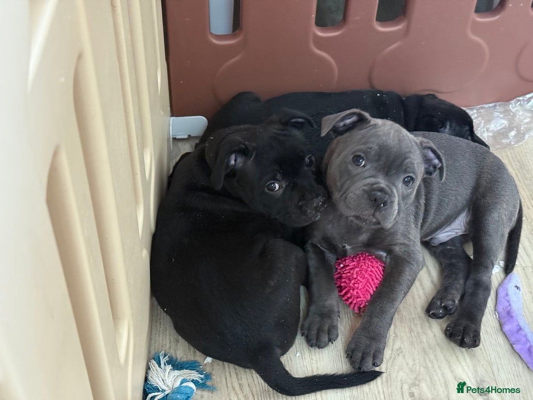 Staffordshire Bull Terrier dogs for sale: Stunning Staffordshire Bull Terrier pups   in Farnborough - Image 27