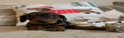 Dachshund dogs for sale: BEAUTIFUL KC REG & PRA CLEAR MINIS🩷💙 - Advert 18