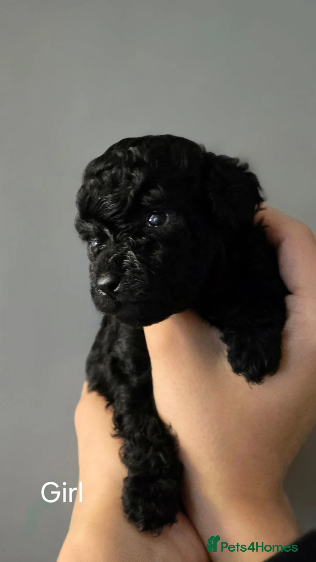 Toy Poodle dogs for sale: Gorgeous Tiny Toy Poodle x Asian Poodle Puppies X4 in Leatherhead - Advert 2