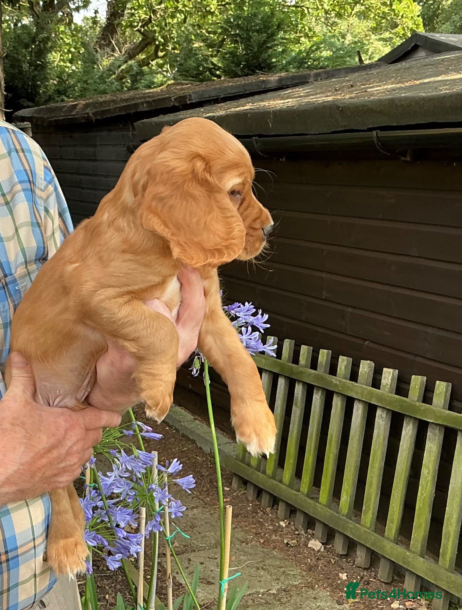 Cocker Spaniel dogs ONE BEAUTIFUL BITCH PUPPY AVAILABLE  - Advert 13