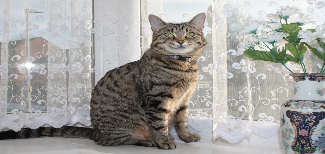 Gallery Image {{count}}