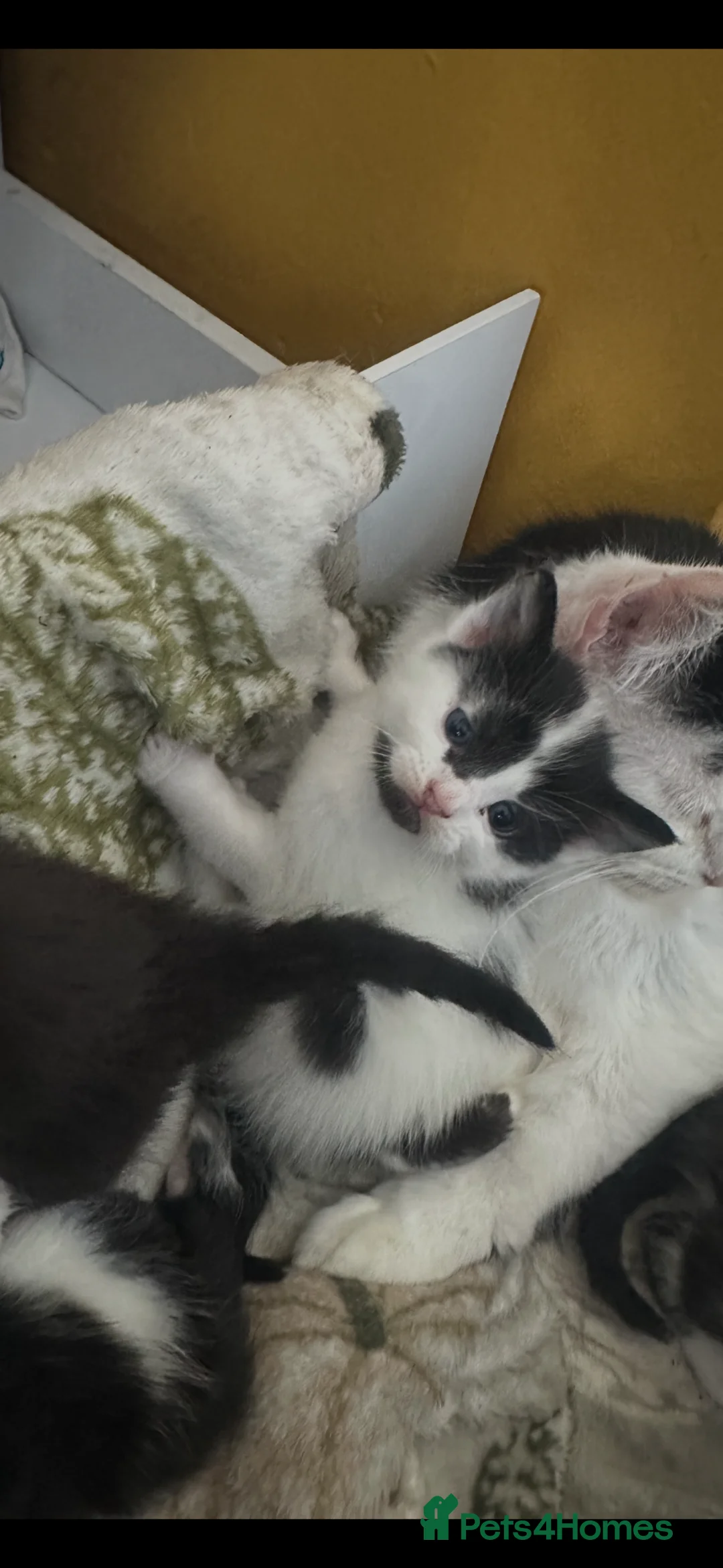 Mixed Breed cats for sale: Fluffy cute kittens  - Advert 2