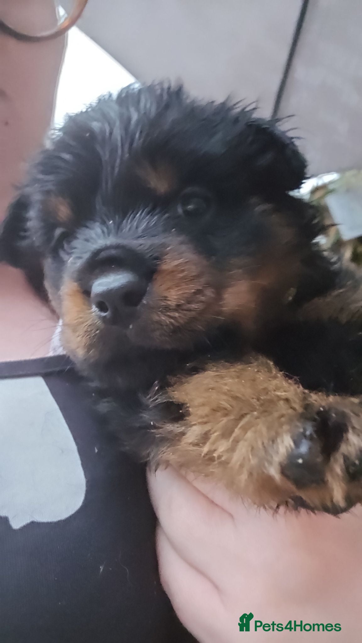 Rottweiler dogs Last male rottweiler pup need forever homes - Advert 2