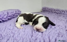 English Springer Spaniel dogs for sale: KC Vet DNA Home Socialised Springer Pups 5 ⭐️ - Image 9