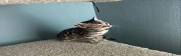 Bengal cats for sale:  Beautiful Bengal Kittens  - Advert 4