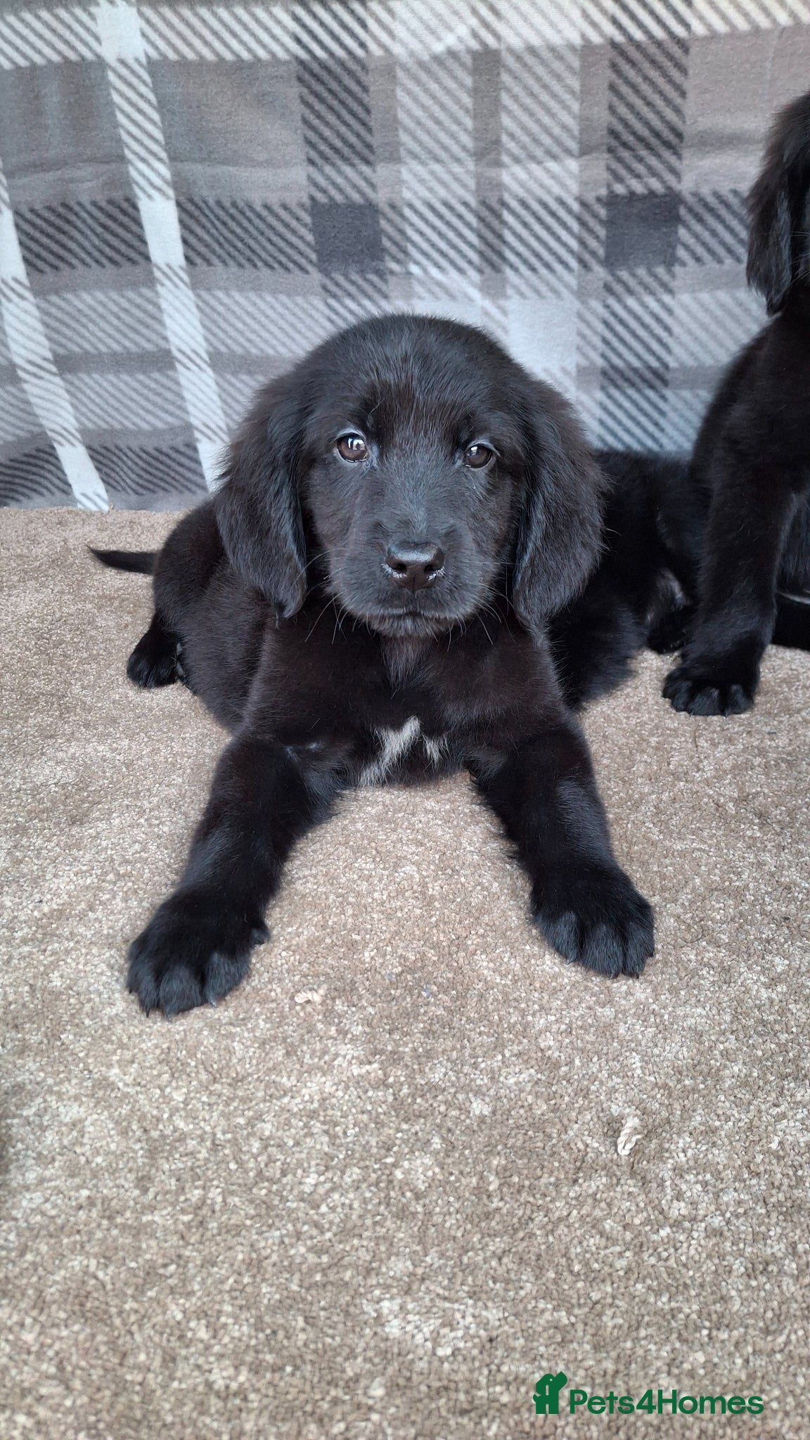 Mixed Breed dogs Flatcoated retriever x golden retriever puppies. - Advert 2