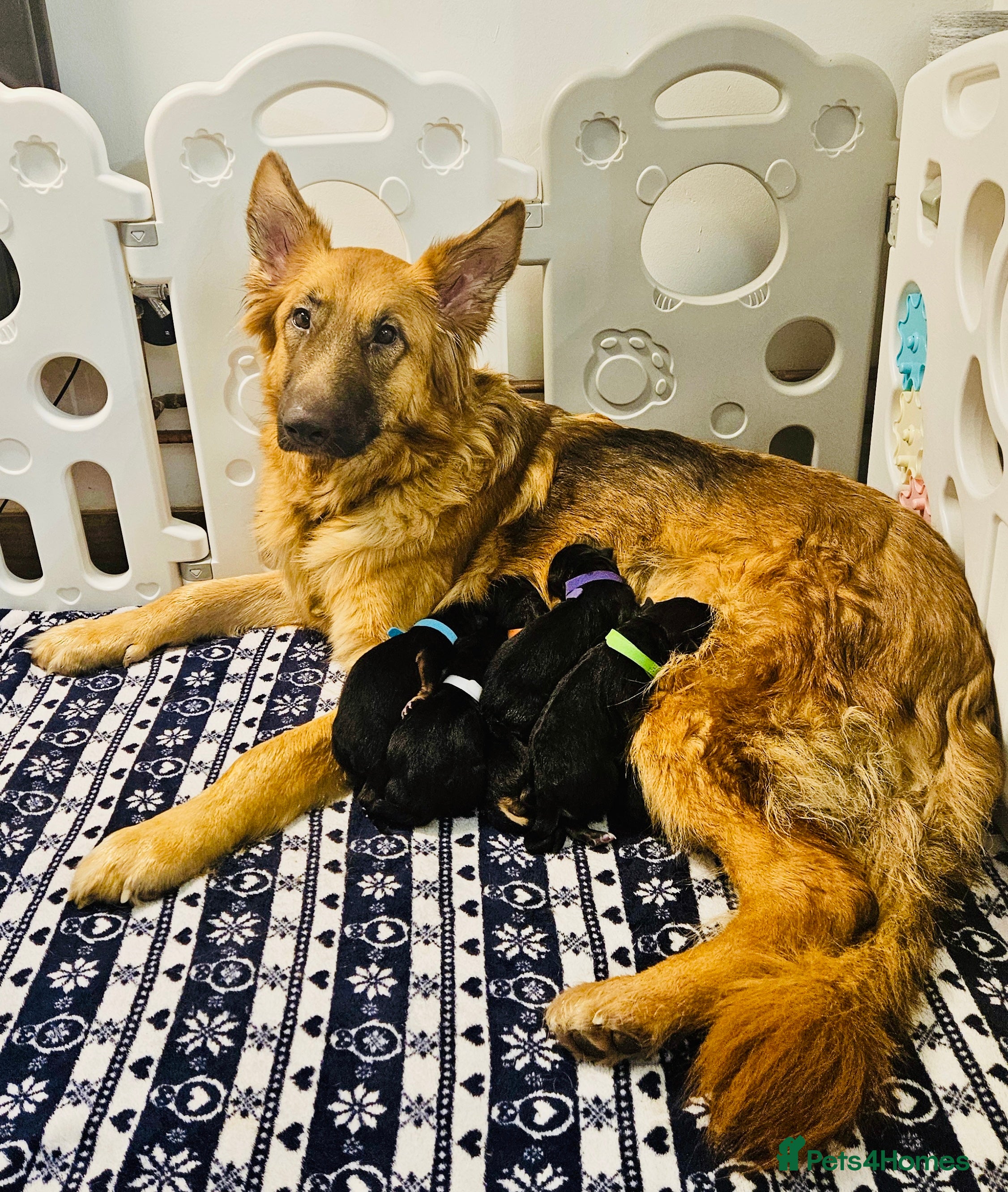 German Shepherd dogs Gorgeous German shepherd puppies - Advert 4