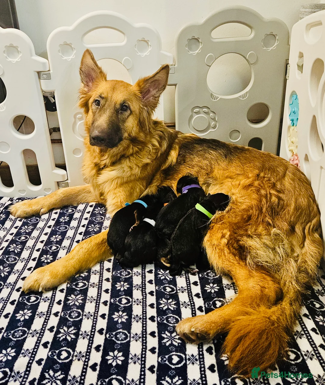 German Shepherd dogs for sale: Gorgeous German shepherd puppies in Bridgwater - Advert 1