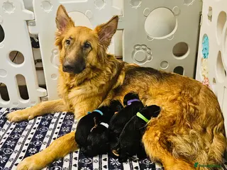 German Shepherd dogs Gorgeous German shepherd puppies - Advert 11