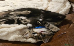 Mixed Breed cats for sale: Friendly Kittens. - Image 5