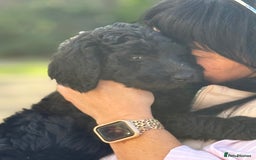 Labradoodle dogs for sale: F1b 3rd generation Labradoodles  - Image 11