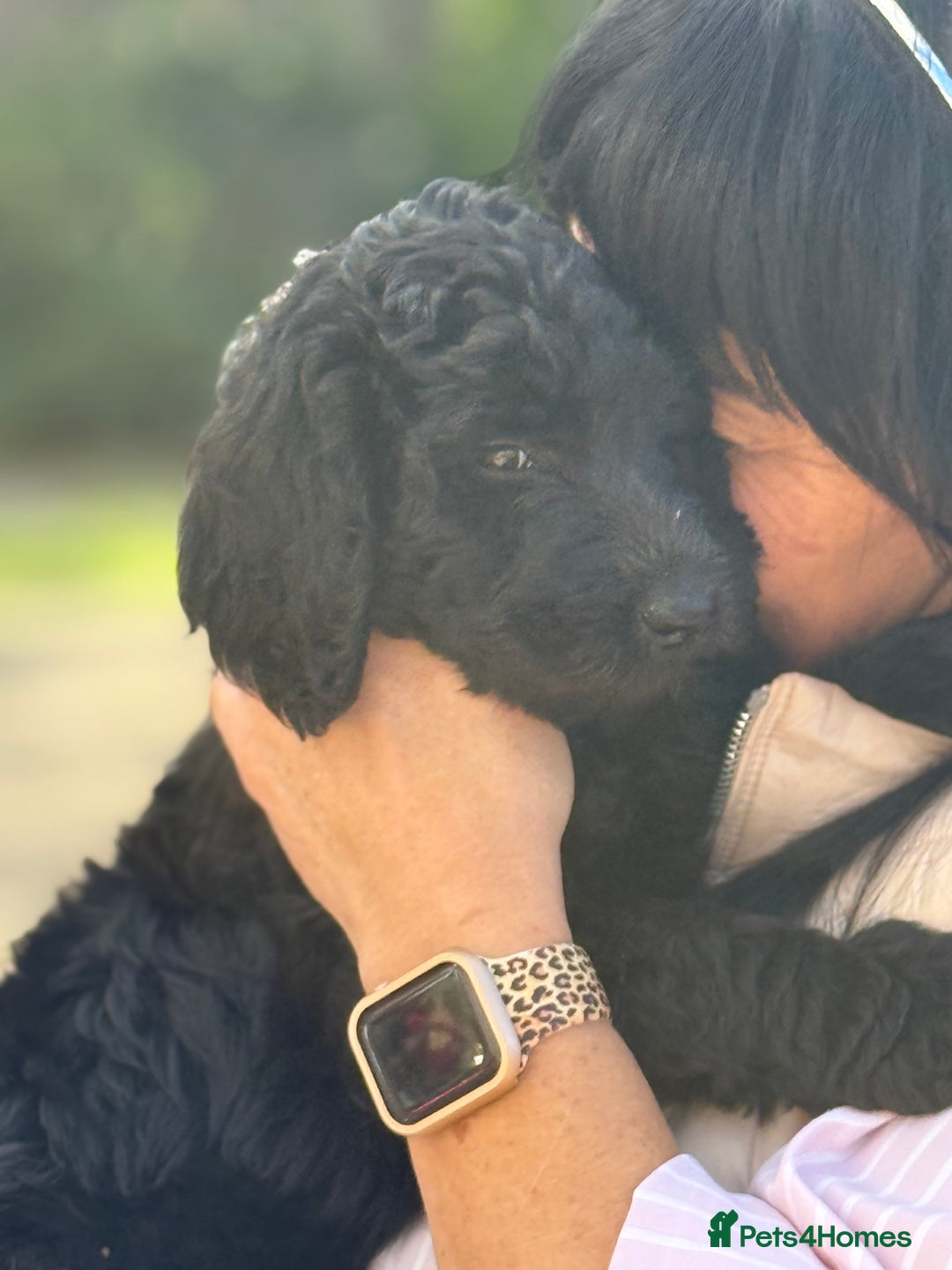 Labradoodle dogs for sale: F1b 3rd generation Labradoodles  - Image 11
