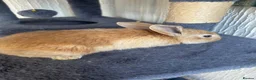 Continental Giant rabbits for sale:  Continental giant babies  - Advert 9