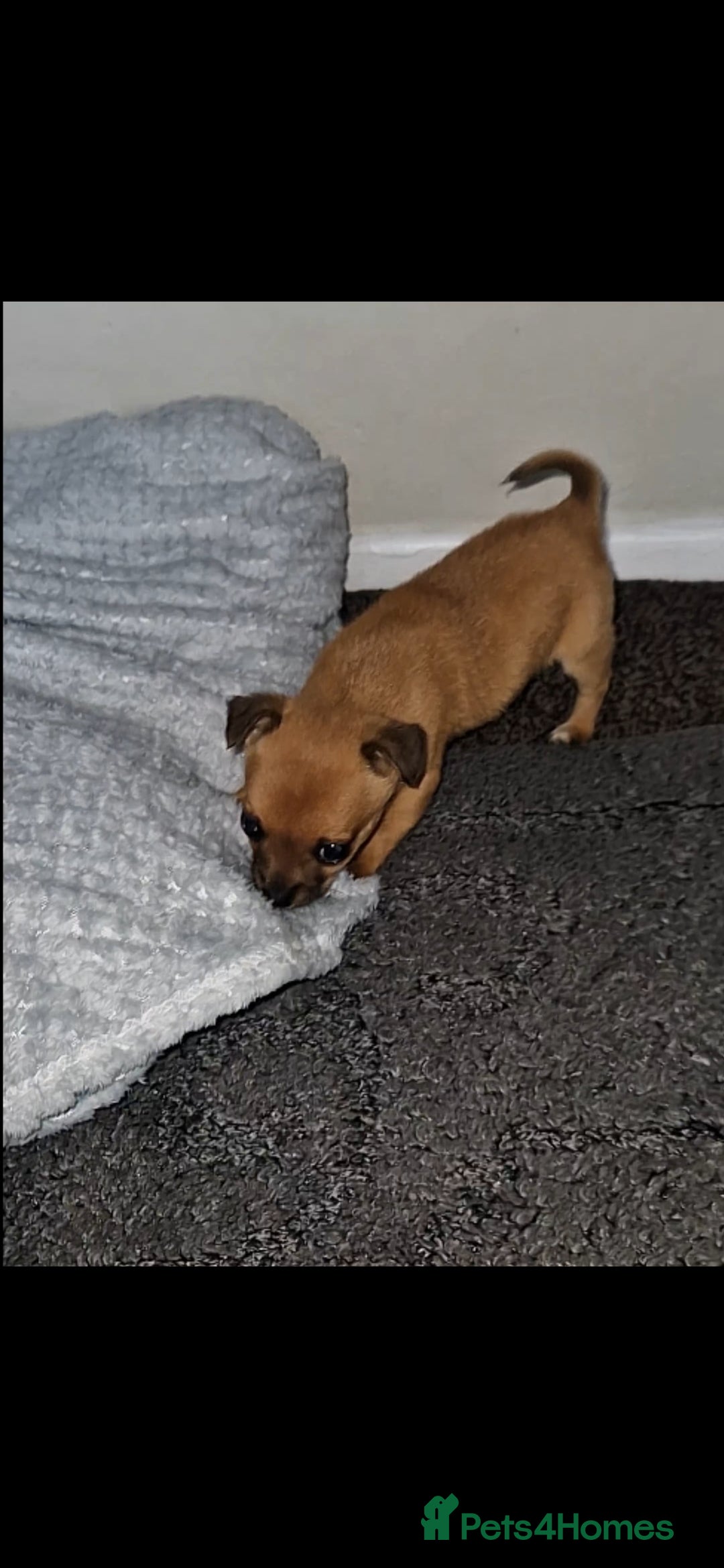 Mixed Breed dogs for sale: Adorable 9 weeks old male jackawawa puppy - Advert 4
