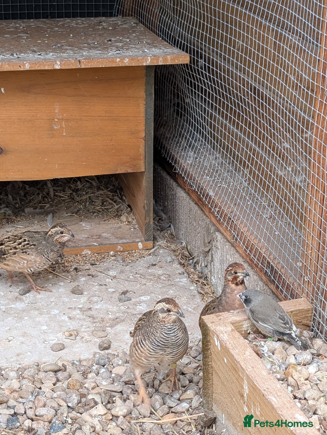 Quail poultry for sale: Jungle bush quail 3 x male - Image 2