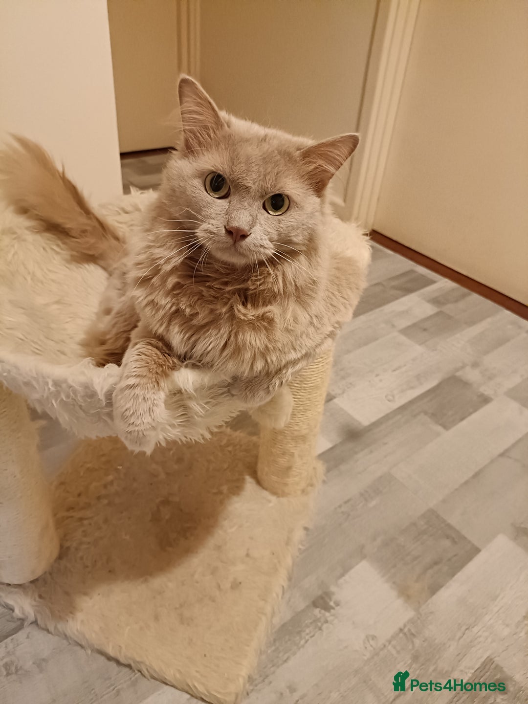 Ragdoll cats for stud: Solid Fawn Ragdoll for stud in Telford - Advert 1