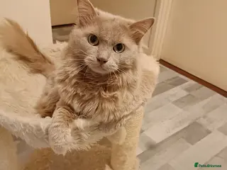 Ragdoll cats Solid Fawn Ragdoll for stud in Telford - Advert 3