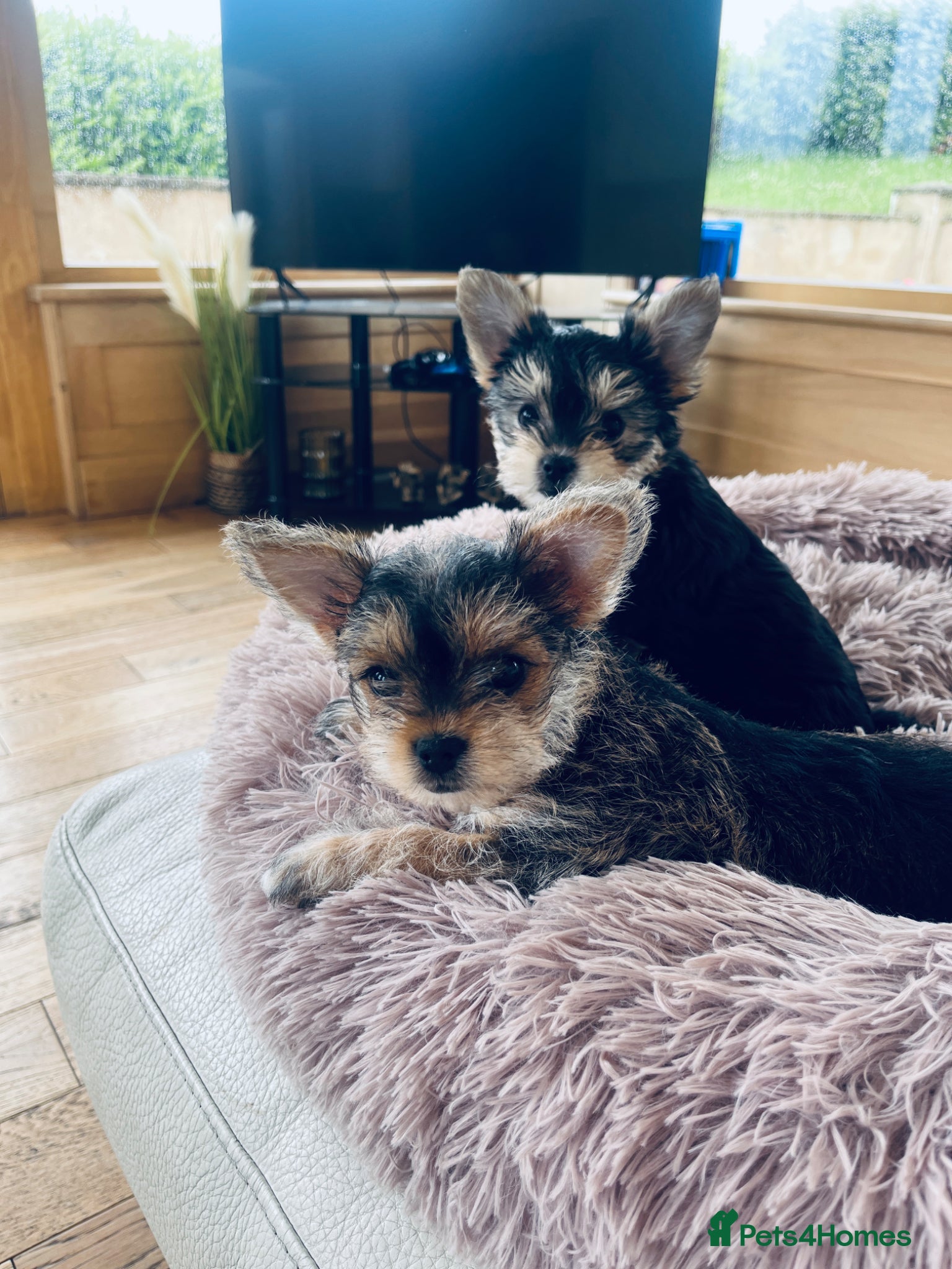 Mixed Breed dogs for sale: 2 female Yorkie pups ready for their forever home  - Advert 12