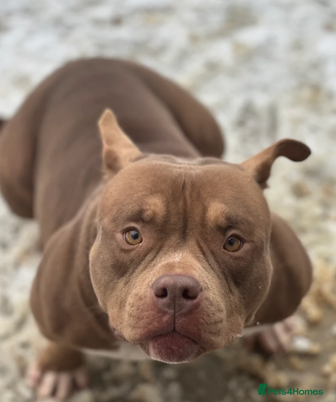 American Bully dogs for sale: Pocket bully 3 years old - Advert 4