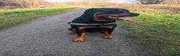 Rottweiler dogs for stud: Rottweiler for stud full pedigree, health tested  in Prescot - Advert 30
