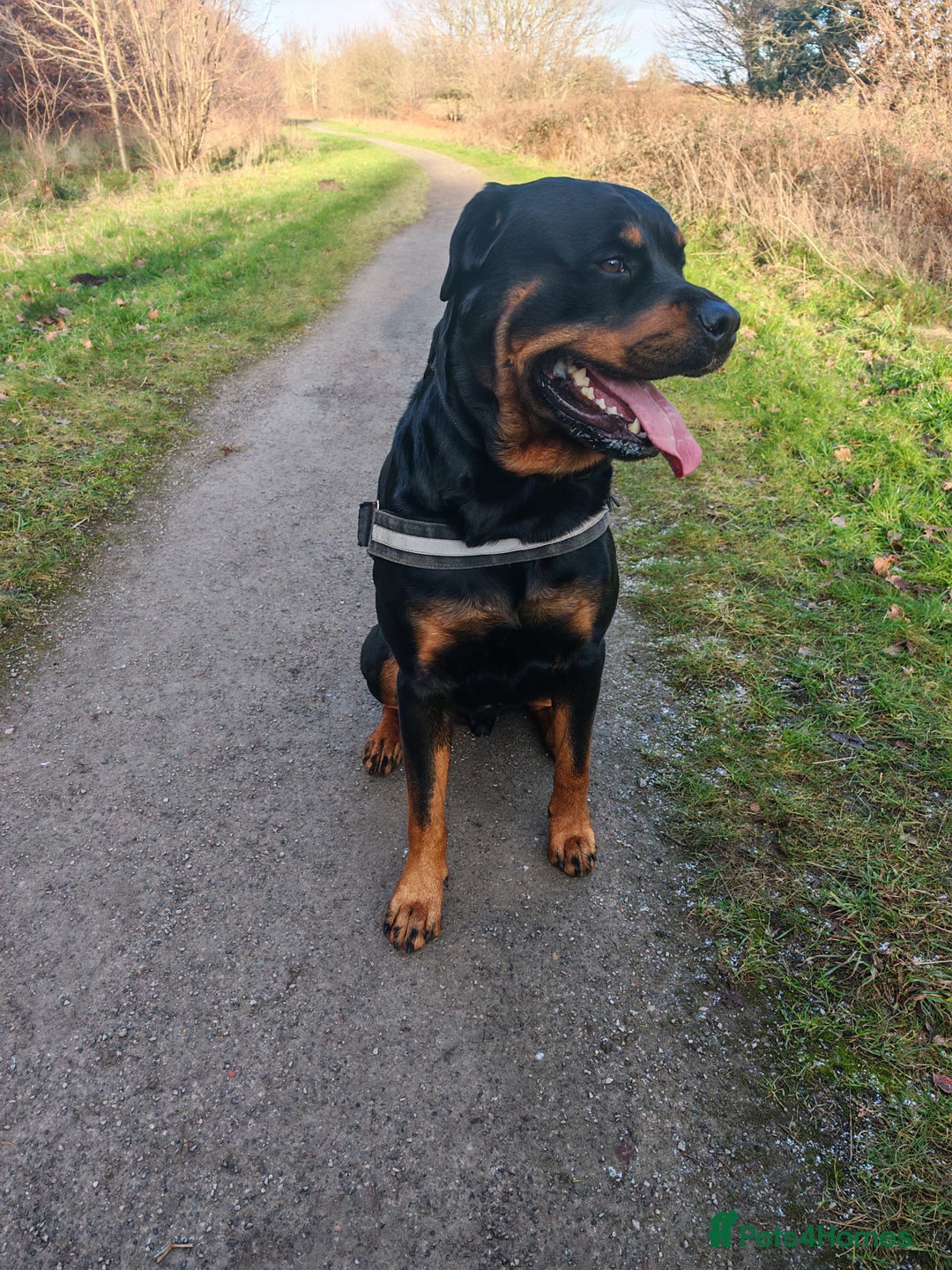 Rottweiler dogs for stud: Rottweiler for stud full pedigree, health tested  in Prescot - Advert 30